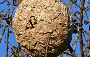 Destruction nids de frelons