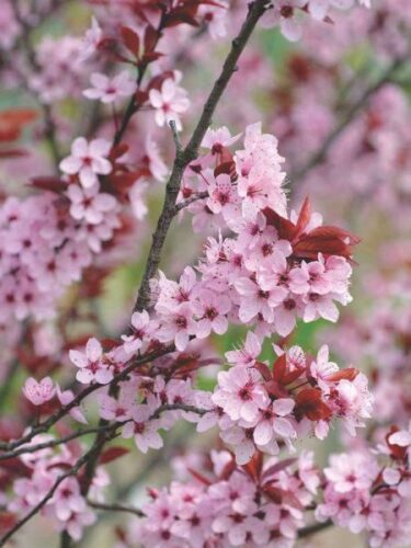 cerisier-a-fleurs